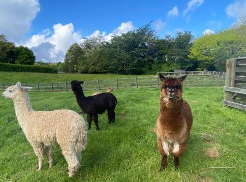 Alpaca Haven Farm in Rotorua