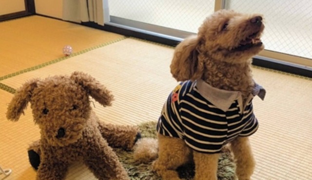 Staying with your dog is OK With kitchen and wash/Fukuoka Fukuoka