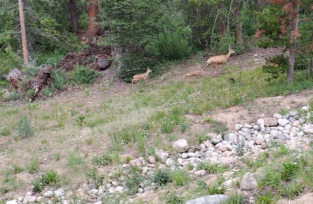 Silverthorne 