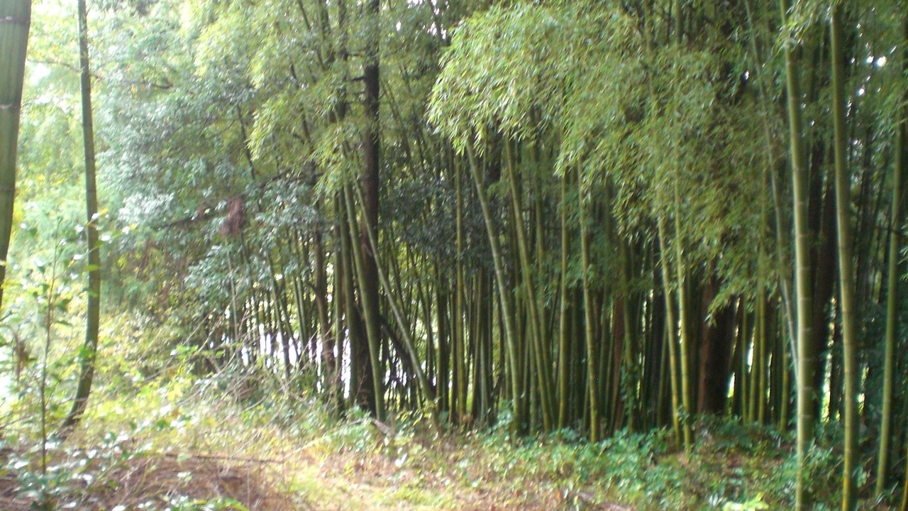 Photo of Outdoor in Nakagawa