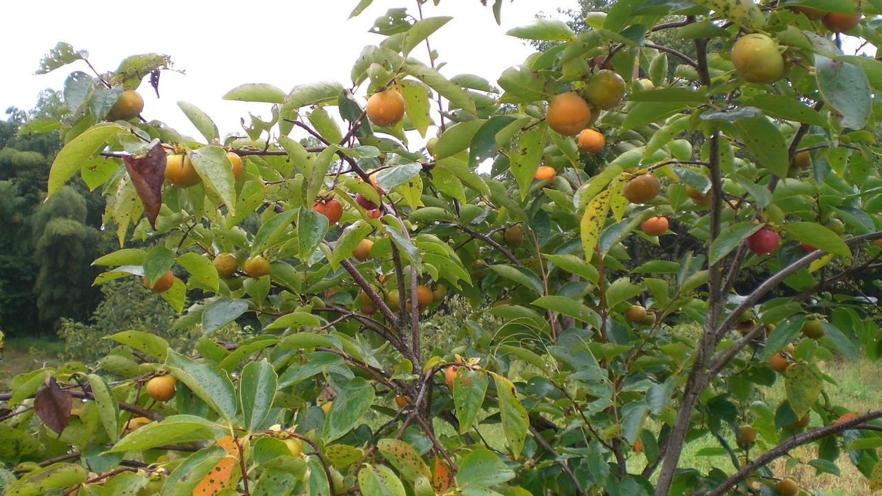 Photo of Outdoor in Nakagawa