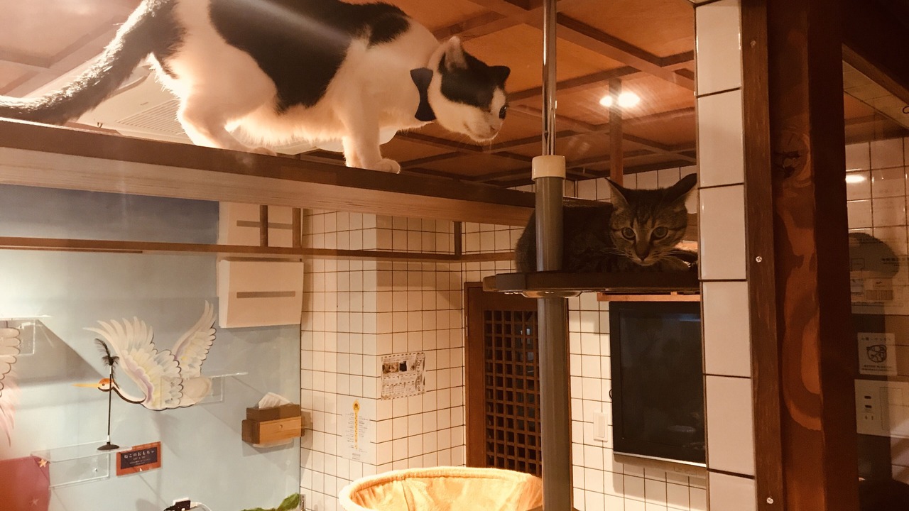 Photo of Bedroom in Namba