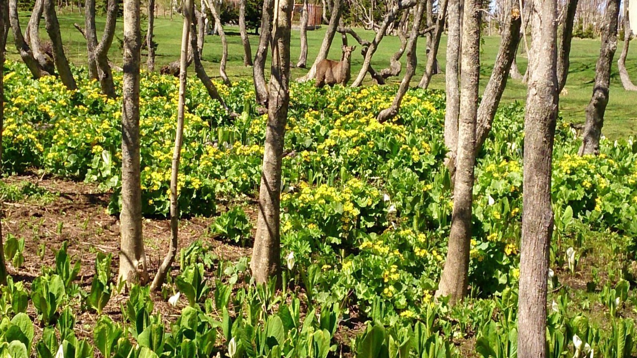 Photo of Outdoor in Wakkanai