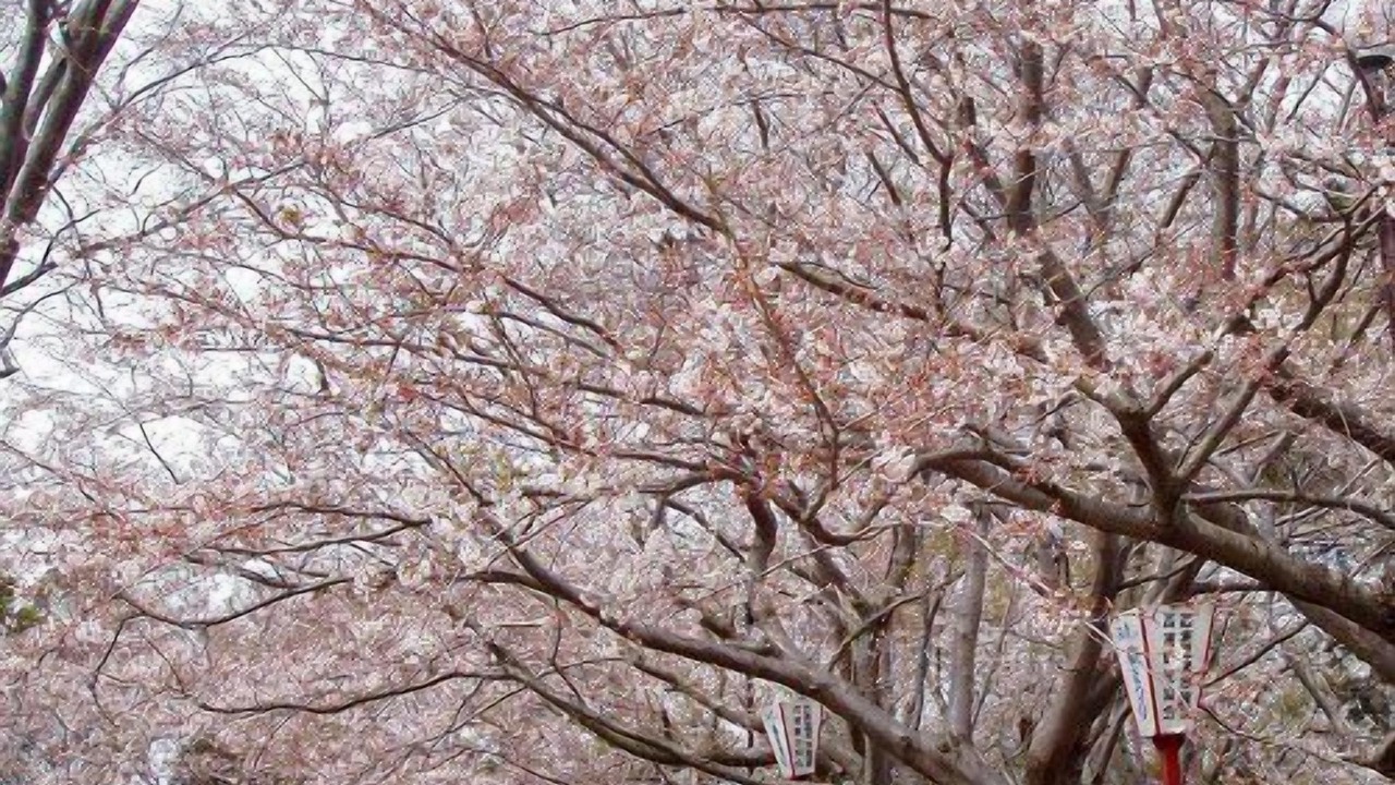 Photo of Outdoor in Nishiuracho