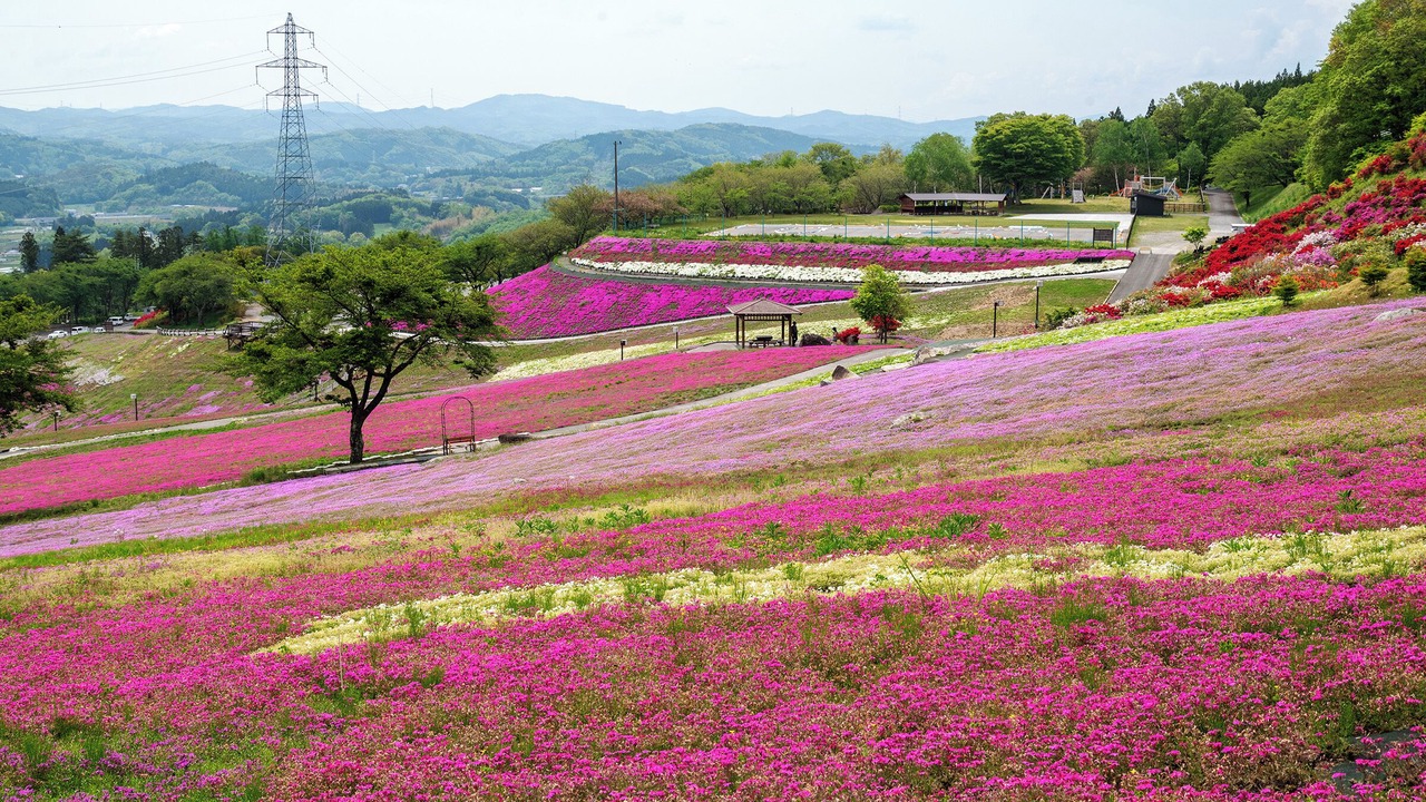 Photo of Others in Koriyama