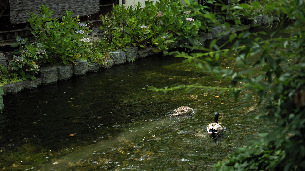 Photo of Others in Karasuma