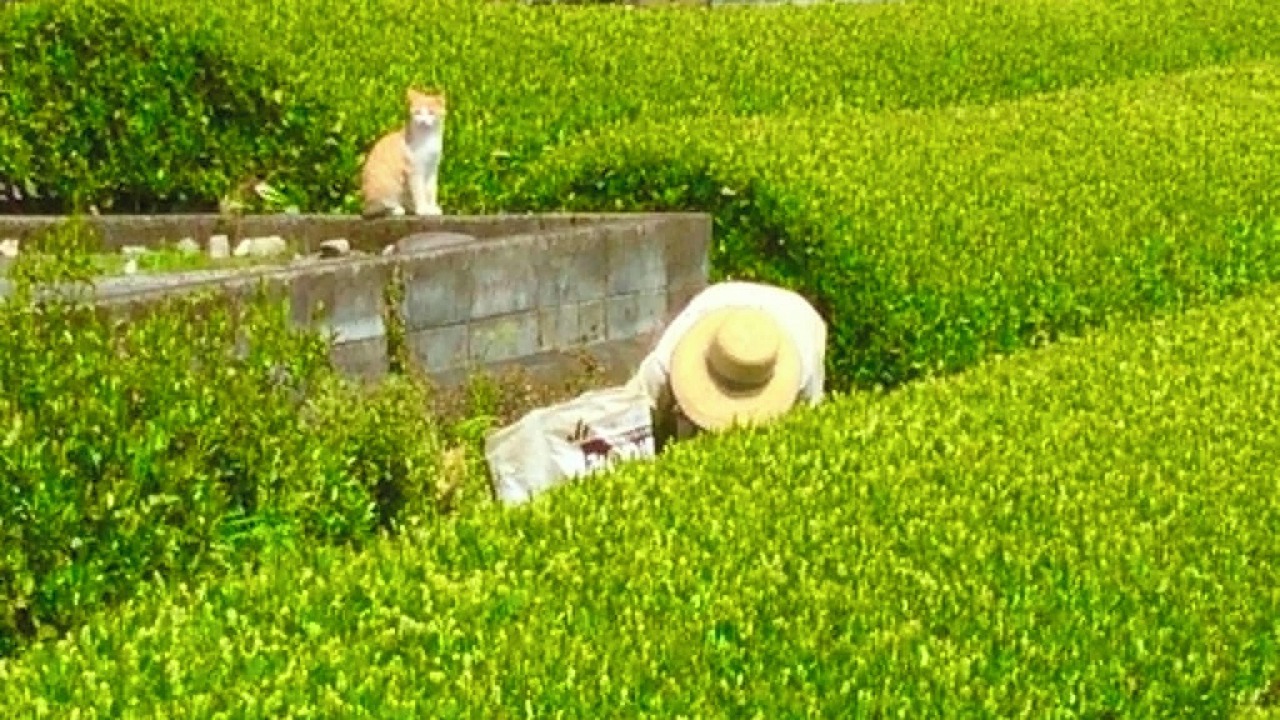 Photo of Outdoor in Haibara-gun