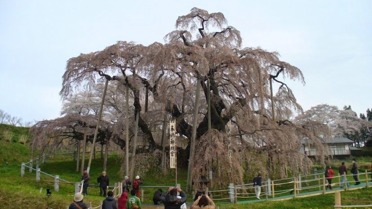 Photo of Others in Koriyama