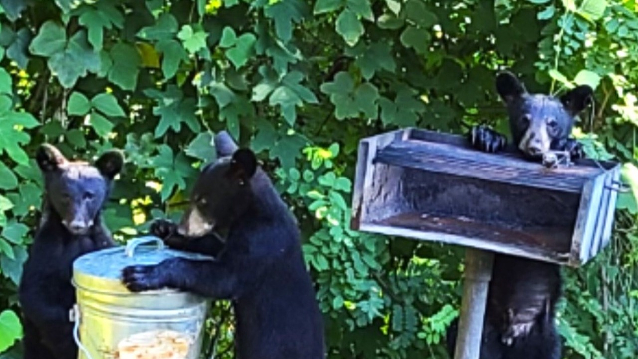 Photo of Outdoor in Gatlinburg