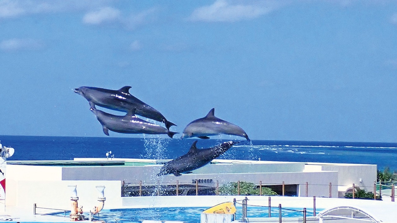 Photo of Others in Kadena-cho