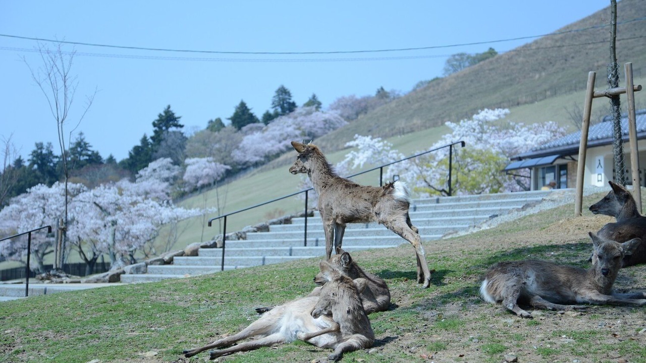 Photo of Outdoor in Nara