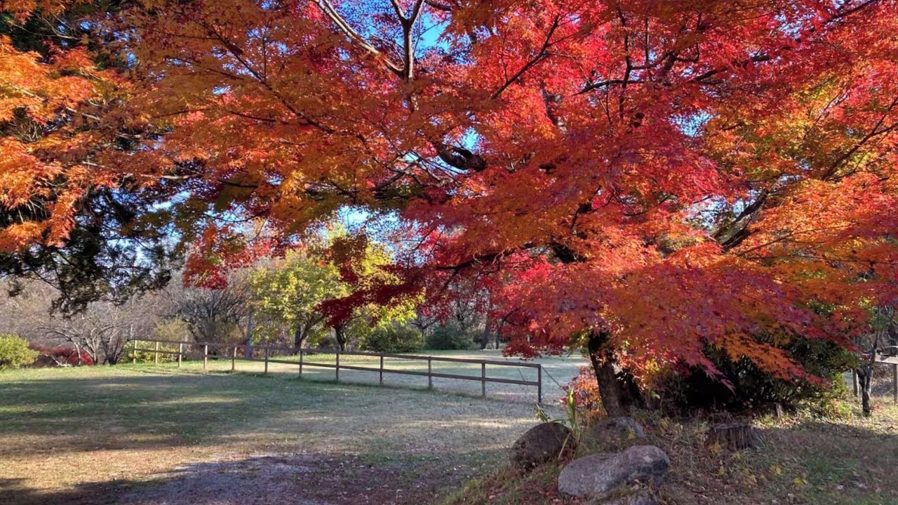Photo of Others in Shirasu