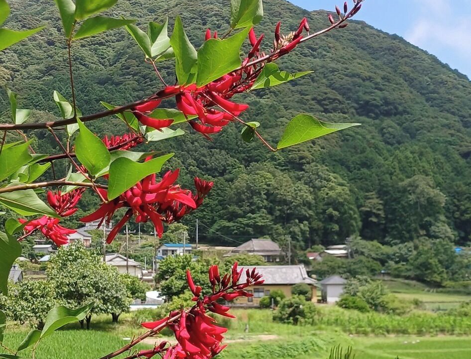 Photo of Others in Minamiizu