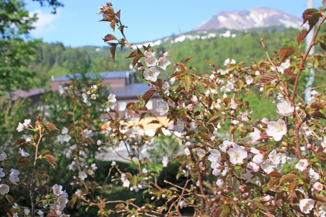 Photo of Others in Asahidake Onsen