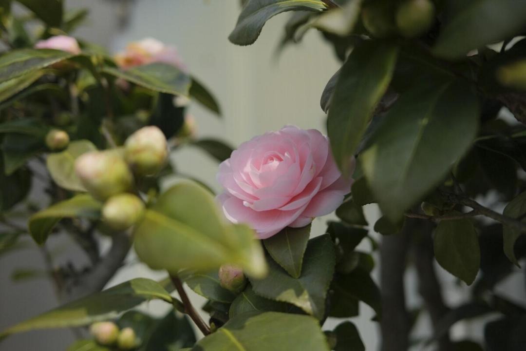 Photo of Others in Toyama