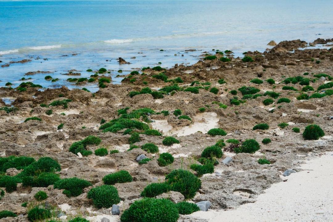 Photo of Others in Taketomi-jima Taketomi-cho