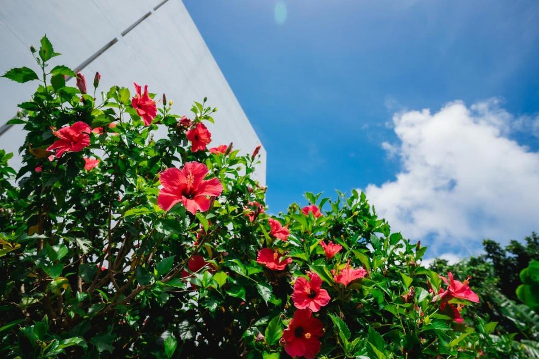 Photo of Outdoor in Taketomi-jima Taketomi-cho