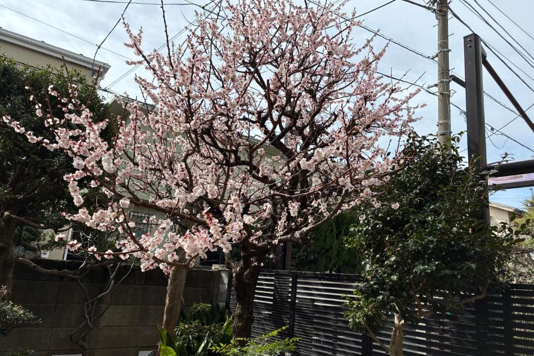 Photo of Others in Suginami