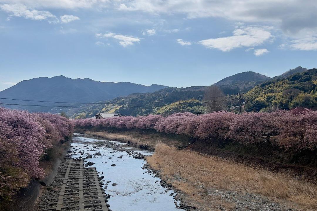 Photo of Others in Kawazu
