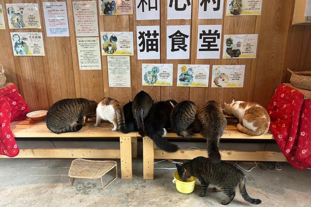 Photo of Others in Futtsu