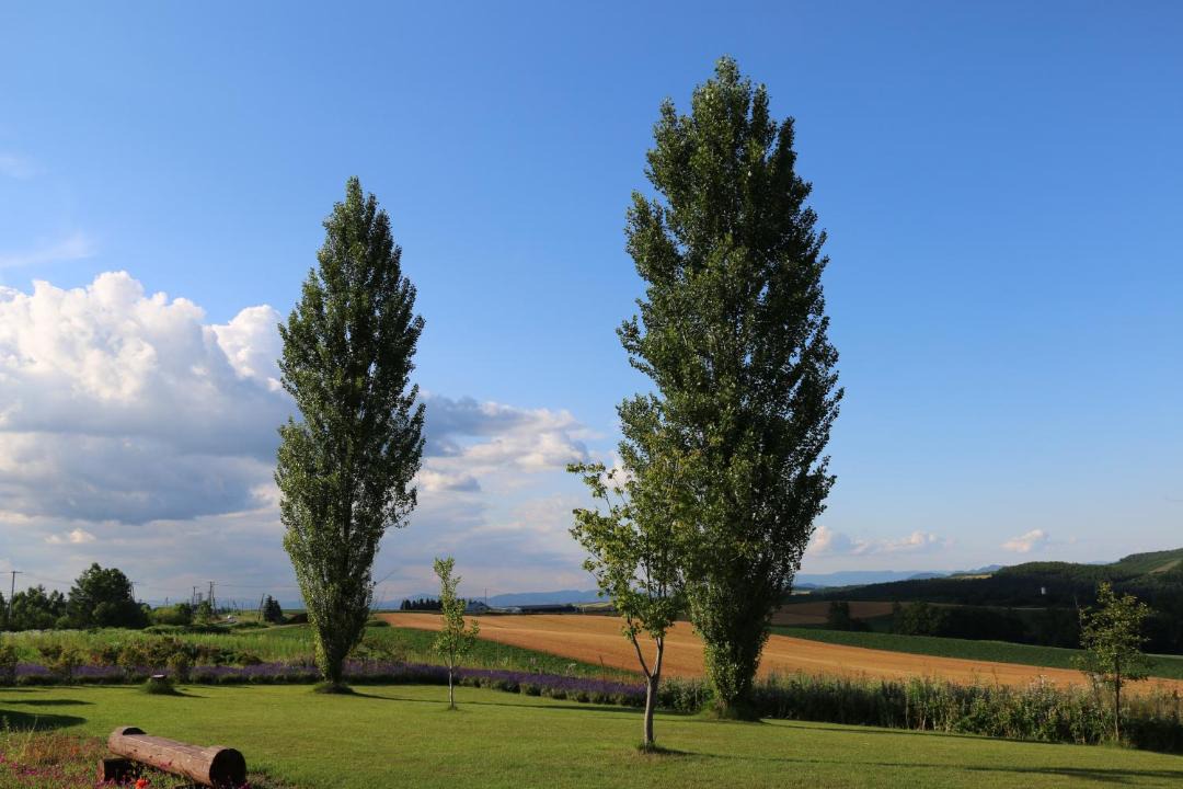 Photo of Others in Biei