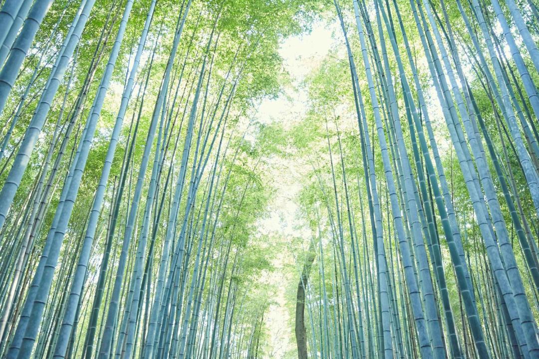 Photo of Others in Arashiyama