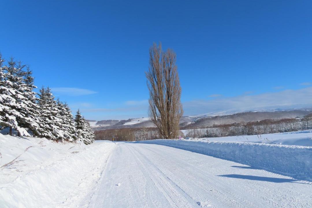 Photo of Others in Biei