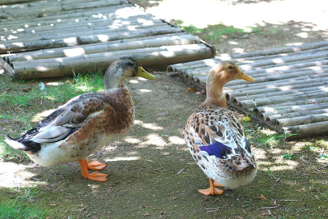 Photo of Others in Shimoda