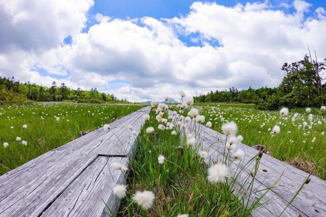 Photo of Others in Oze Nationak Park