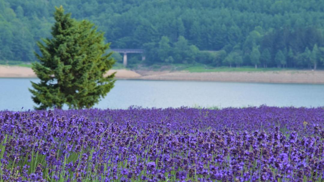 Photo of Others in Minamifurano