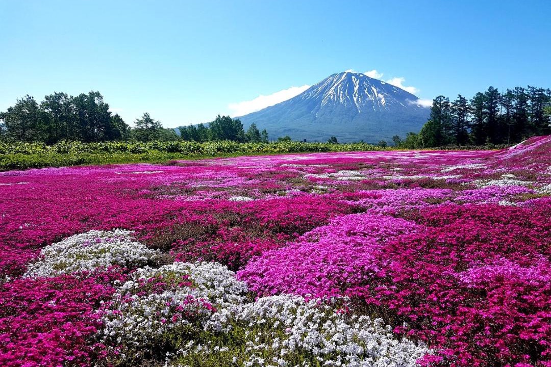 Photo of Others in Hirafu