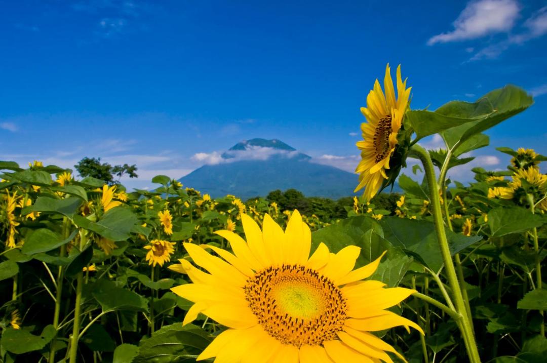 Photo of Others in Hirafu