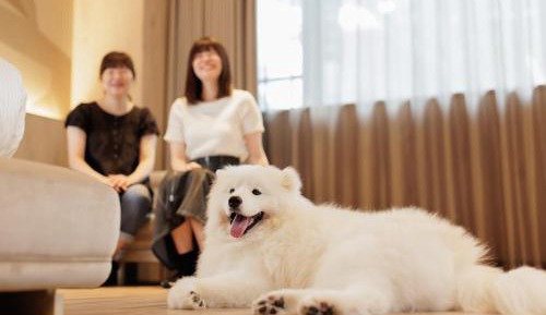 Dog Friendly Superior Twin With private bathroom