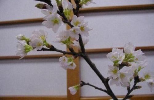 Sakata Hotel | Wakaba Ryokan/Vacation STAY 29372